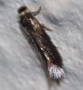 Stigmella sp.
